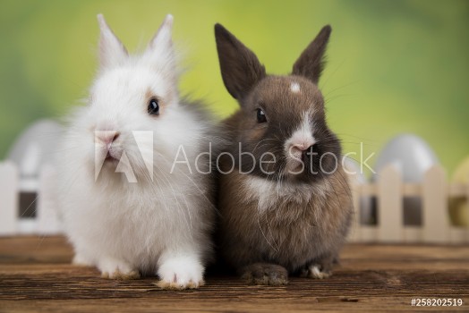 Picture of Little cute baby rabbit and easter eggs